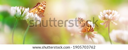 Bright orange butterflies on white clover flowers in sunlight. Spring summer banner.