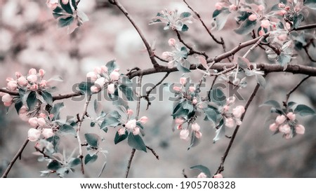 Spring flower landscape. Spring blooming spring flowers against blue sunny sky.  copyspace