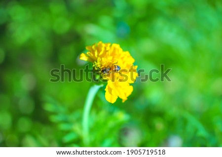 A bee collects nectar from a marigold bud