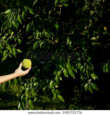 Maclura pomifera, woman hand hold single hedge apple fruit against Osage orange tree.