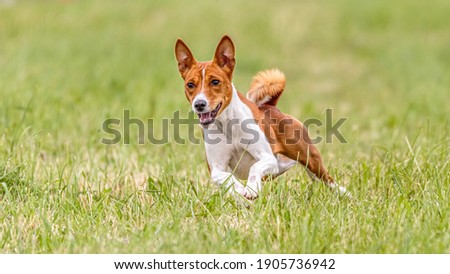 Basenji dog running in the field on lure coursing competition Royalty-Free Stock Photo #1905736942