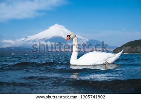 Mount Fuji and white swan in lake yamanaka at daytime in yamanashi prefecture, Japan Royalty-Free Stock Photo #1905741802