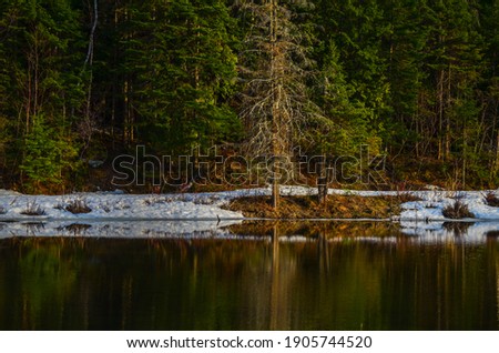 Trees reflected in pond as the snow melts in spring in New Brunswick, Canada