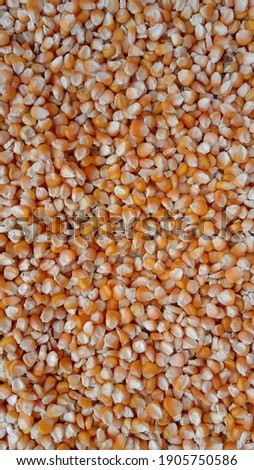 Corn kernels are drying. Close up capture of yellow corn.  Photography of corn product. Sweet corn picture. Used for food ingredients and lots of nutrients. Selective focus
