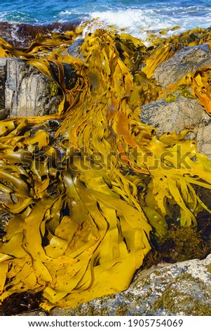 Giant kelp on southern coastline of South Island, New Zealand Royalty-Free Stock Photo #1905754069