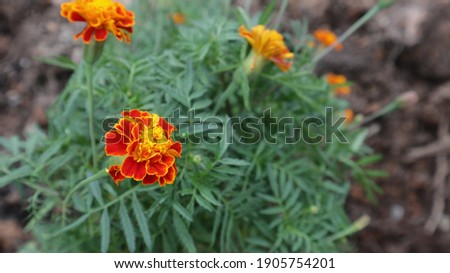 Close up of beautiful Marigold flower (Tagetes erecta, Mexican, Aztec or African marigold) in the garden