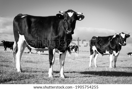 Black and white Friesian cows in field in Southland New Zealand.