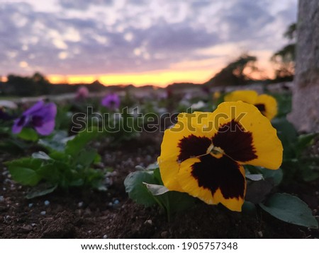 yellow pansy with sunset background
