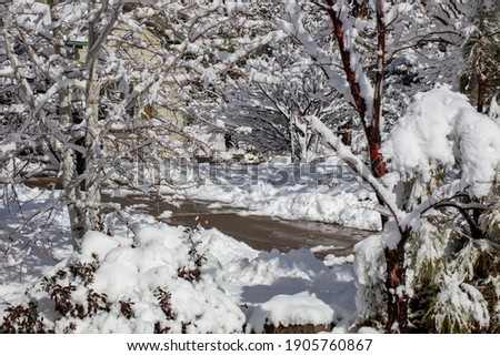 Snow accumulated on trees and yards after a winter storm in Prescott Arizona
