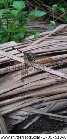 A dragonfly Orthetrum Sabina or also known as rhino dragonfly is perching on a dry coconut leaf. This dragonfly can prey on insects that are even bigger than it.



