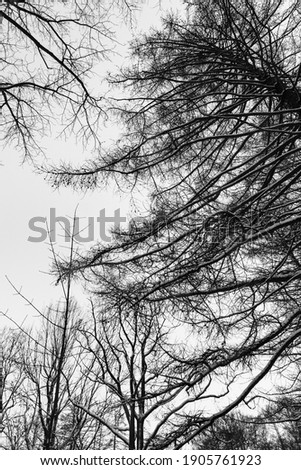 Black and white tall tree trunks with beautiful snow-covered intertwining branches silhouettes under the bright overcast sky, in the cold night winter forest, view the bottom.
