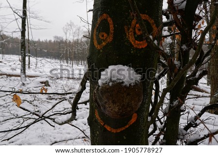 Nature Ghost In The Winter Forest, Frozen Branches With Snow And Natural Funny Face Of The Tree, North Rhine–Westphalia Of Germany. 