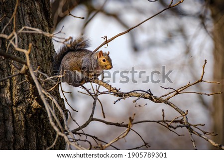 Gray Squirrel with sunlight on its face, resting on a thin bare, tree branch looking toward right