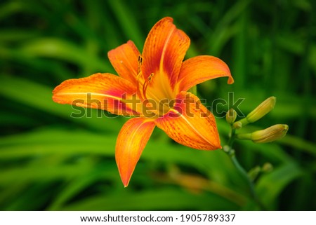 Close up of a single Orange Lilly or Tiger Lilly flower against tall green grasses in spring Royalty-Free Stock Photo #1905789337
