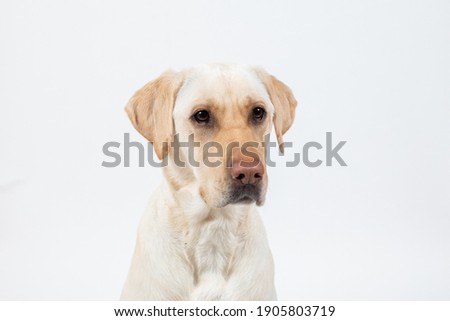 Closeup of dogs face on white background, yellow labrador retriever.  Royalty-Free Stock Photo #1905803719