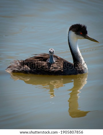 Young baby grebe hanging out with momma