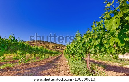 green vineyard and blue sky HDR