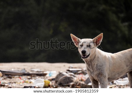 A dog foraging on a beach full of junk. It is a picture that reflects the current garbage problem as well.
