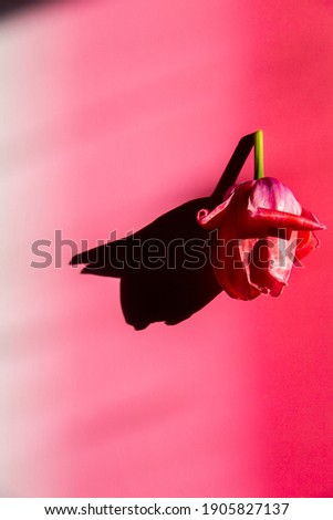 Pink Spring Tulips copy space hot pink background vertical 