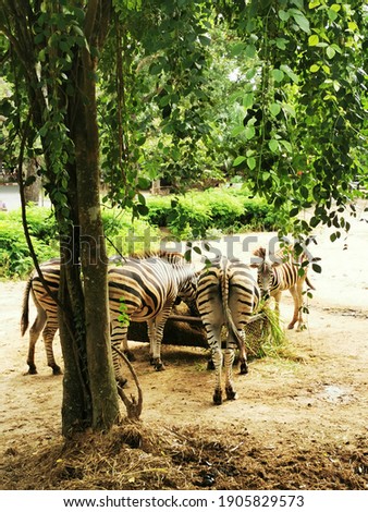 Several zebras are eating, taking pictures in Khao Kheow Open Zoo, Chonburi.