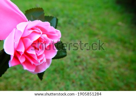 Pink rose On a green background