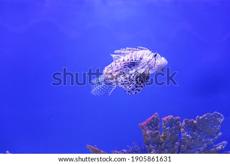 Fish Marine Saltwater Sea Ocean Reef Coral Lion Lionfish Nemo 