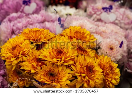 Sunflower flower background material flower background macro