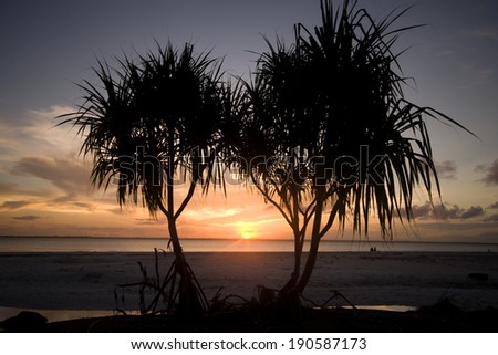 Two palm trees at sunset