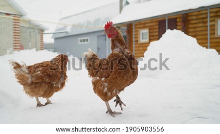 Chickens in the winter yard. Free-run chicken in winter.