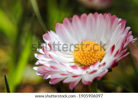 daisy flowers close-up, daisies on a green natural background, album cover