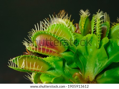 Venus fly trap is on of the carnivore plants