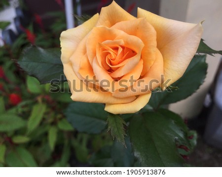yellow rose, flower, petal, beautiful