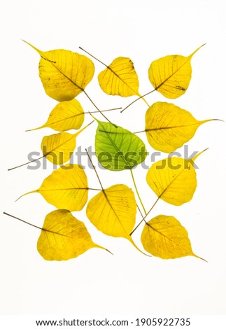 Art photo print with nature background. A green Peepal leaf placed amongt many yellow and ripen leaves. A concept for ‘unique’ or different.