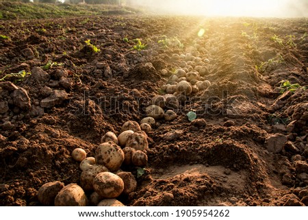 Organic potato harvest in the fields. Royalty-Free Stock Photo #1905954262