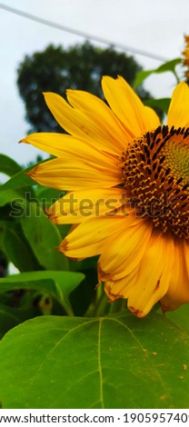 sunflowers bloom in the morning