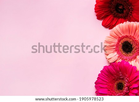 Gerbera  flowers  on a pink pastel background. Top view