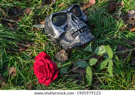 A red rose lies on the green grass next to the skull mask during the ceremony and the custom
