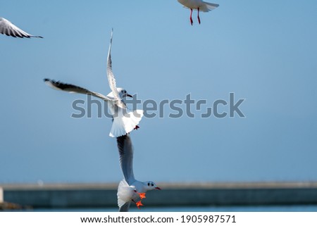 
Close-up photo of a black-headed gull flying in search of food.