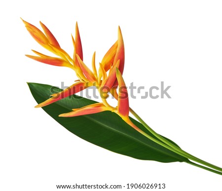 Heliconia psittacorum (Golden Torch) flowers with leaves, Tropical flowers isolated on white background, with clipping path                              Royalty-Free Stock Photo #1906026913
