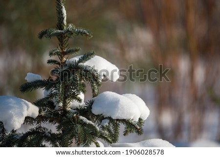 Snow pillows on the branches of a small spruce. Christmas tree covered with snow on a blurry background. Picturesque winter view.