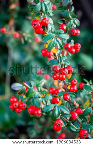 Piece of Scandinavian cotoneaster twig with vibrant red berry fruits in the warm sunny fall garden  Royalty-Free Stock Photo #1906034533
