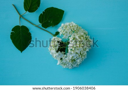 white flower, white frame, blue background, white flower on blue background