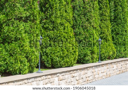 Thuja hedge in landscape design. Evergreen coniferous plant