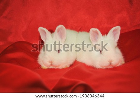 
Two white funny little rabbits on a red satin background.