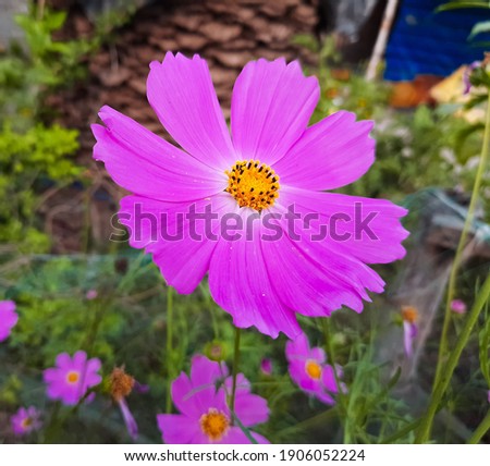 Close up of Pink Cosmos Flower blooming in garden, selective focus, blurred background. Green leaves in background.
