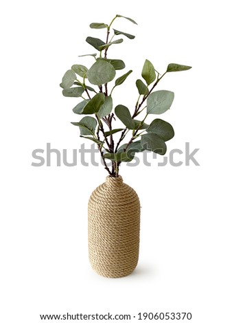 eucalyptus branches with round leaves in an oval pot, the pot is decorated with jute rope, isolated object on white background Royalty-Free Stock Photo #1906053370