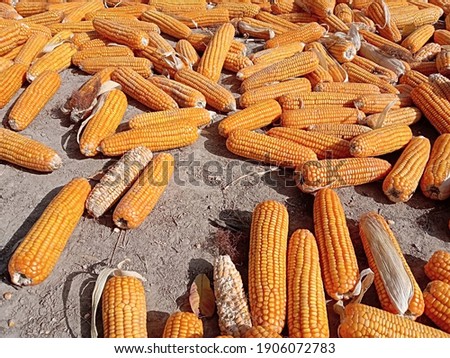 Corn are drying in the hot sun. Photography of corn product. Pile of ripe corn after harvesting. Sweet corn picture. Used for food ingredients and lots of nutrients. Selective focus