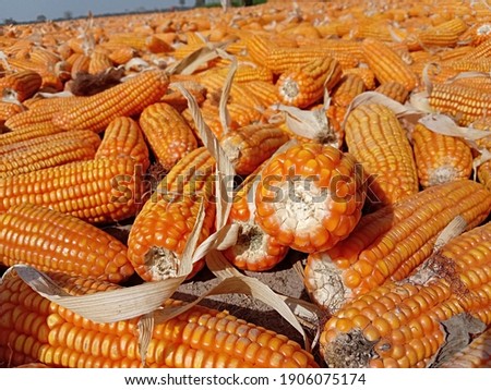 Close up capture of yellow corn. Photography of corn product. Pile of ripe corn after harvesting. Sweet corn picture. Used for food ingredients and lots of nutrients. Selective focus