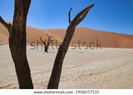 Dead Vlei - Sossusvlei, Namibia, Africa 