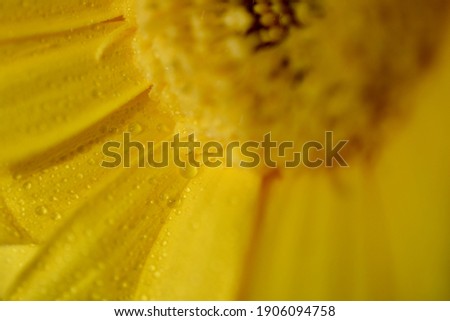 Macro shot of rain drop on yellow chrysanthemum, summer flowers and sunshine, close up to nature